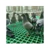 蘇州養殖專用格柵品牌 供應浙江熱銷養殖專用格柵